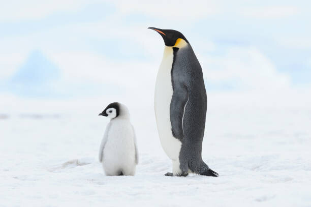 Martin Ruegner Plakát, Obraz - Emperor penguin , chick and adult., Martin Ruegner, 40 × 26.7 cm