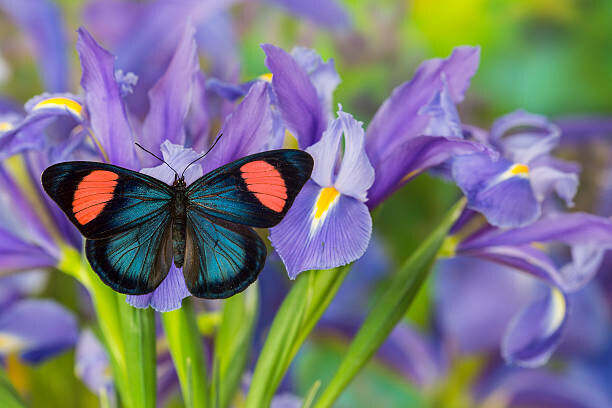 Darrell Gulin Plakát, Obraz - Tropical butterfly on blue iris, Darrell Gulin, 40 × 26.7 cm