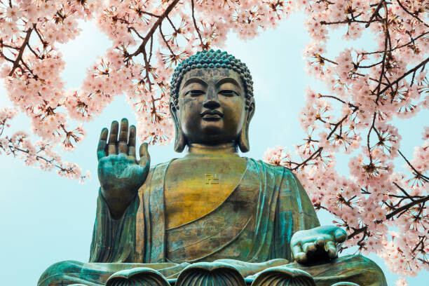 Sanga Park Plakát, Obraz - Buddha statue with cherry blossom in, Sanga Park, 40 × 26.7 cm