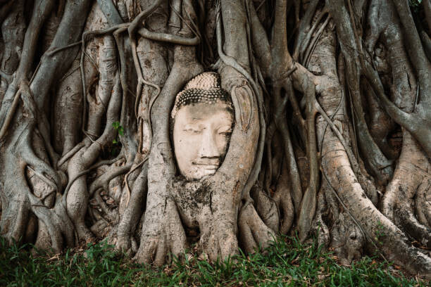 Hugo Abad Plakát, Obraz - Buddha head between tree branches, Hugo Abad, 40 × 26.7 cm
