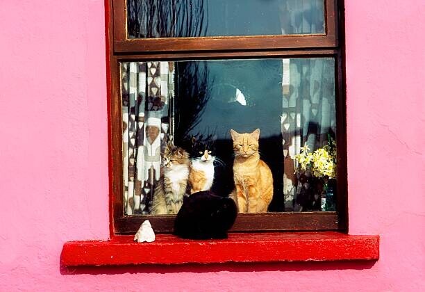 Design Pics / The Irish Image Collection Plakát, Obraz - Cats At Window Near Kilkee, Co Clare, Ireland, Design Pics / The Irish Image Collection, 40 × 26.7 cm