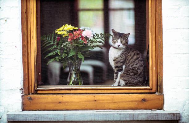 Linda Raymond Plakát, Obraz - Tabby cat and bouquet flowers through a window, Linda Raymond, 40 × 26.7 cm
