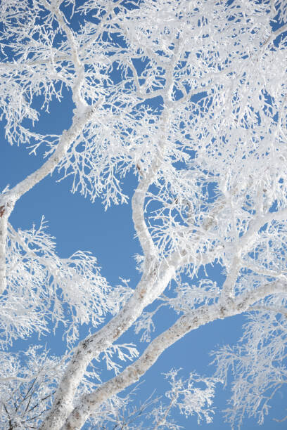 Alexandra Scotcher Plakát, Obraz - Frost covered branches against blue sky, Alexandra Scotcher, 26.7 × 40 cm