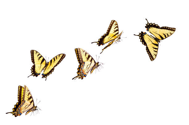 Liliboas Plakát, Obraz - Tiger Swallowtail Butterfly, Liliboas, 40 × 26.7 cm