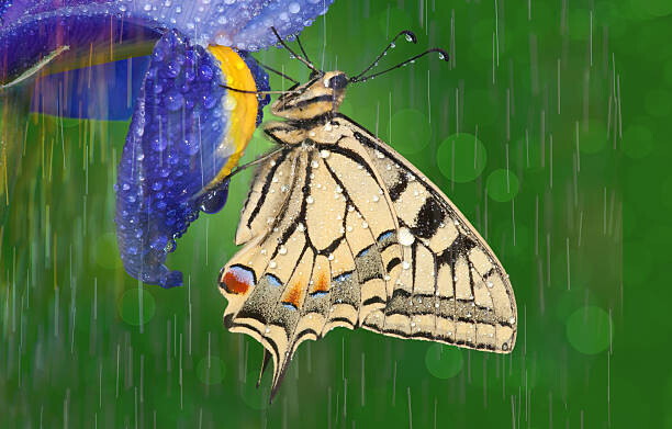 Darrell Gulin Plakát, Obraz - Old world swallowtail butterfly, Darrell Gulin, 40 × 26.7 cm