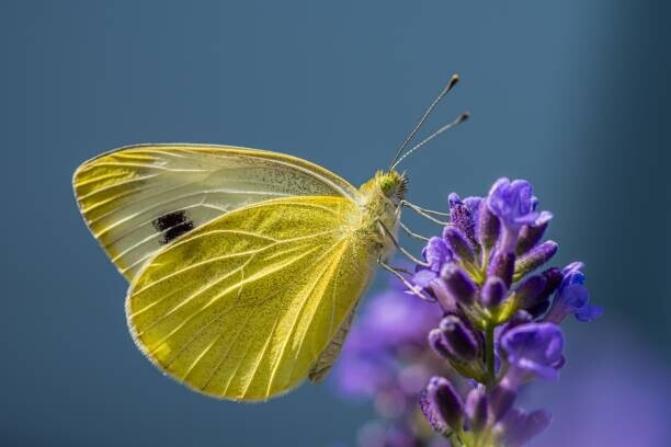 Waldemar Graf / 500px Plakát, Obraz - Close-up of butterfly pollinating on purple flower, Waldemar Graf / 500px, 40 × 26.7 cm