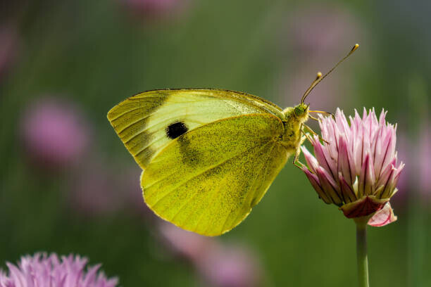 Liliya Lily / 500px Plakát, Obraz - Close-up of butterfly pollinating on pink, Liliya Lily / 500px, 40 × 26.7 cm