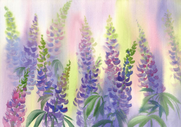 Eglelip Plakát, Obraz - pink and violet lupine flowers watercolor, Eglelip, 40 × 26.7 cm