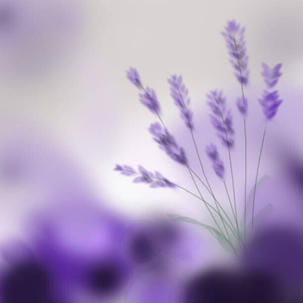 ruxi_coroiu Plakát, Obraz - Lavender bouquet on purple background. Digital, ruxi_coroiu, 40 × 40 cm