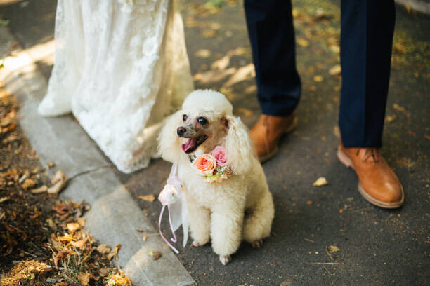 JovanaT Plakát, Obraz - Beautiful poodle with flowers on her neck, JovanaT, 40 × 26.7 cm