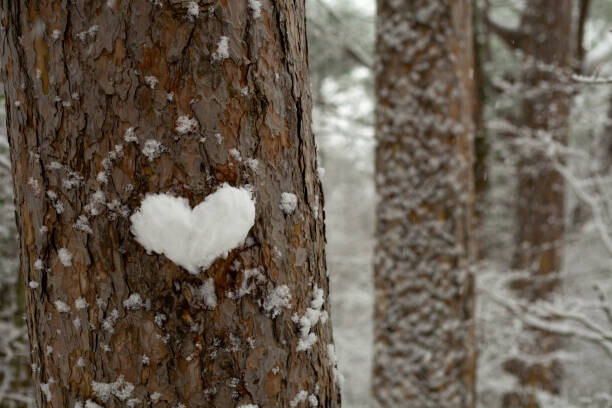 Tanya Stetcyuk Plakát, Obraz - heart made of snow on a tree trunk, Tanya Stetcyuk, 40 × 26.7 cm