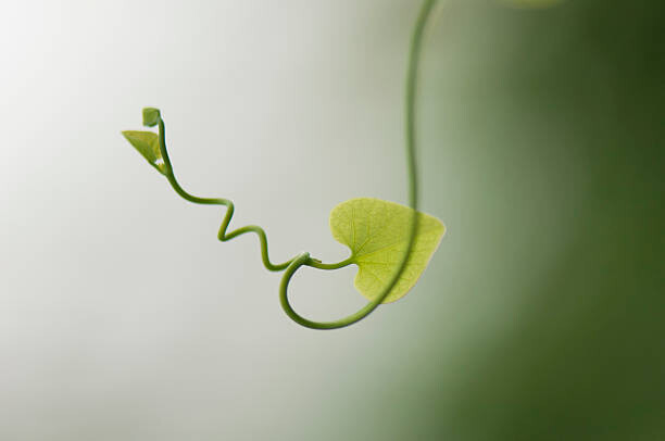 PhotoAlto/Michele Constantini Plakát, Obraz - Delicate plant tendril, PhotoAlto/Michele Constantini, 40 × 26.7 cm