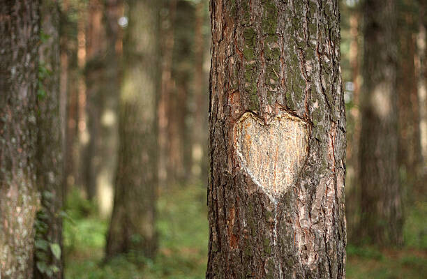 Pobytov Plakát, Obraz - Pine Heart, Pobytov, 40 × 26.7 cm
