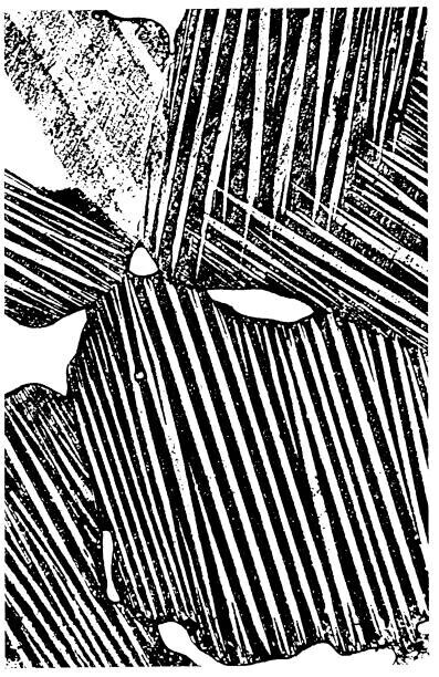 CSA Images Plakát, Obraz - Woodcut Pattern, CSA Images, 26.7 × 40 cm