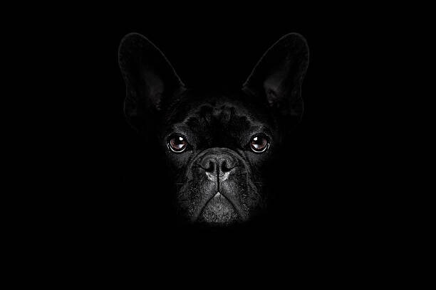 damedeeso Plakát, Obraz - dog isolated on black, damedeeso, 40 × 26.7 cm