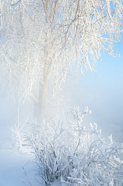 ekina Plakát, Obraz - Trees covered with rime, ekina, 26.7 × 40 cm
