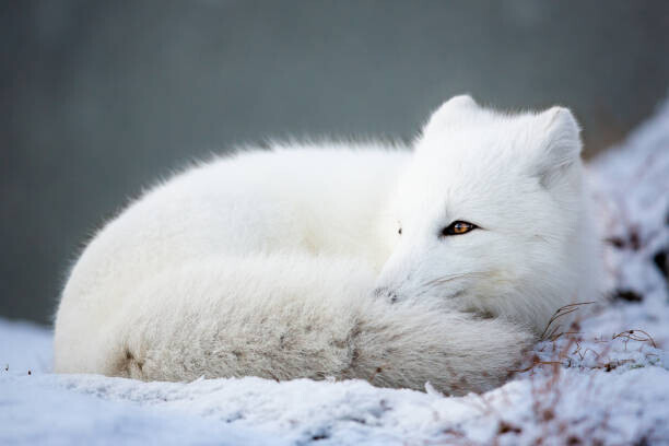 JKonradsen / 500px Plakát, Obraz - Close-up of snow on field,Dovrefjell National, JKonradsen / 500px, 40 × 26.7 cm