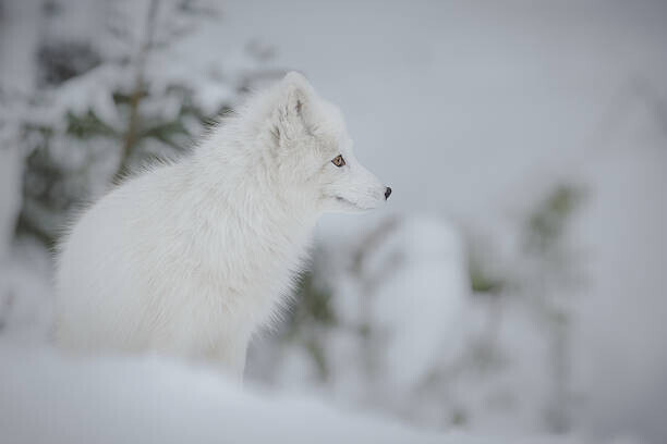 Neil_Burton Plakát, Obraz - Arctic fox, Neil_Burton, 40 × 26.7 cm