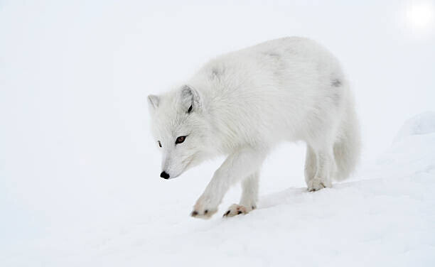 DmitryND Plakát, Obraz - Polar fox steps out briskly., DmitryND, 40 × 24.6 cm