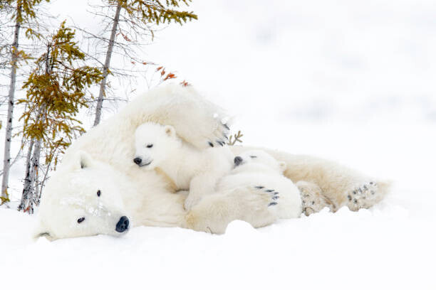 AndreAnita Plakát, Obraz - Polar bear (Ursus maritimus), AndreAnita, 40 × 26.7 cm