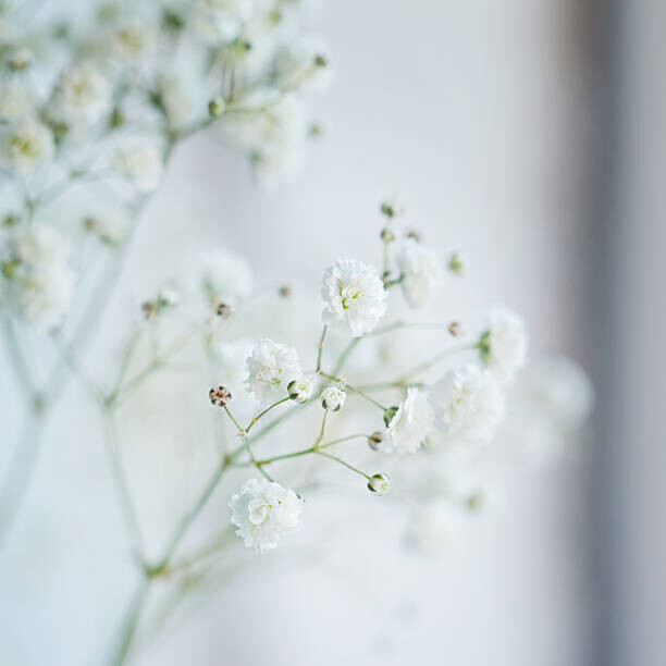 Zaikina Plakát, Obraz - Small  White Flowers  blurred,, Zaikina, 40 × 40 cm