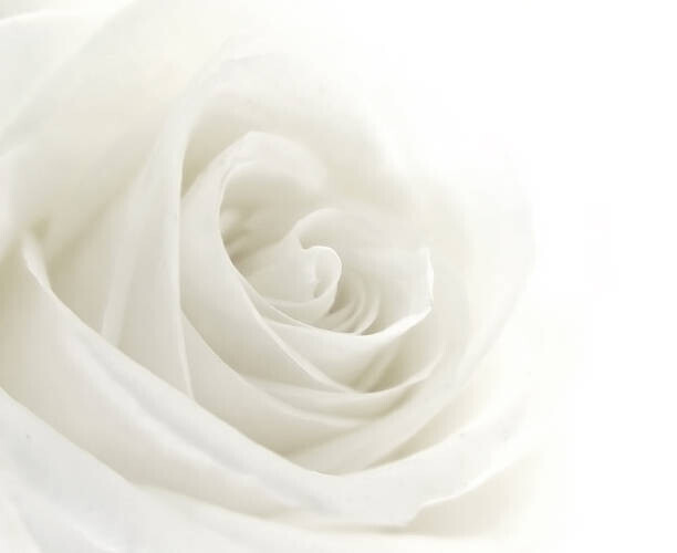 VIDOK Plakát, Obraz - A close-up of a single white rose, VIDOK, 40 × 30 cm