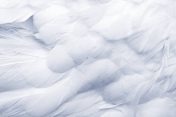pixonaut Plakát, Obraz - Goose Feathers Background, pixonaut, 40 × 26.7 cm