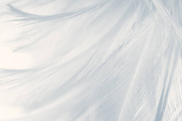nadtytok Plakát, Obraz - Beautiful white gray colors tone feather, nadtytok, 40 × 26.7 cm
