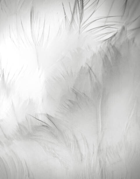 Vicki Jauron, Babylon and Beyond Photography Plakát, Obraz - Close Up Detail of Swan Feathers, Vicki Jauron, Babylon and Beyond Photography, 30 × 40 cm