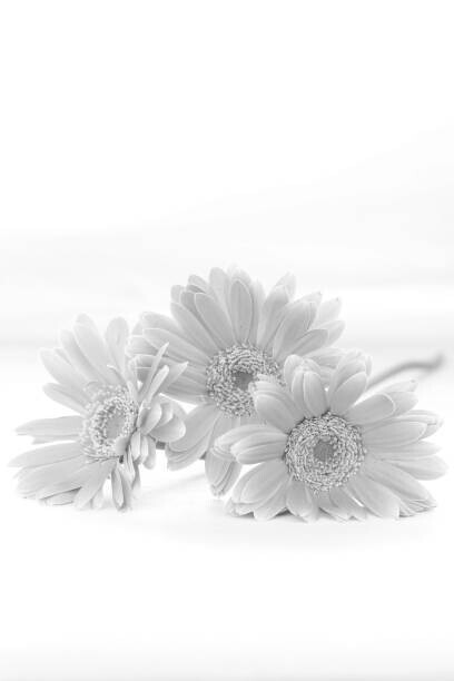 Hana-Photo Plakát, Obraz - gerbera bouquet (monochrome), Hana-Photo, 26.7 × 40 cm