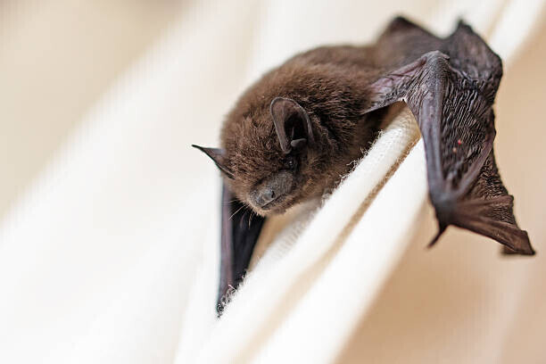 fermate Plakát, Obraz - common pipistrelle a small bat, fermate, 40 × 26.7 cm