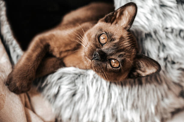 frankiefotografie Plakát, Obraz - Cute Brown Burmese Kitten looking at camera, frankiefotografie, 40 × 26.7 cm