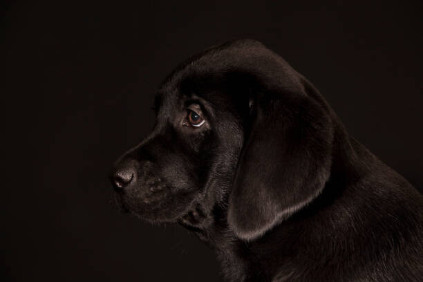 Koljambus Plakát, Obraz - black Labrador Retriever puppy, Koljambus, 40 × 26.7 cm