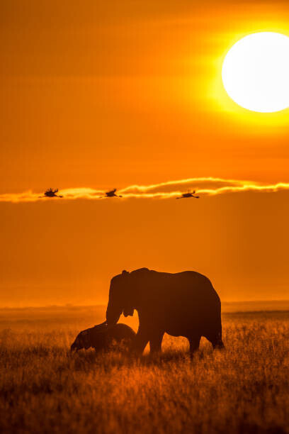 Nilesh Shah Plakát, Obraz - The Mighty World of Elephants!, Nilesh Shah, 26.7 × 40 cm