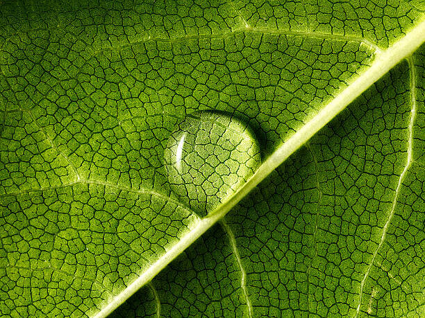 Mark Mawson Plakát, Obraz - water drop on leaf, Mark Mawson, 40 × 30 cm