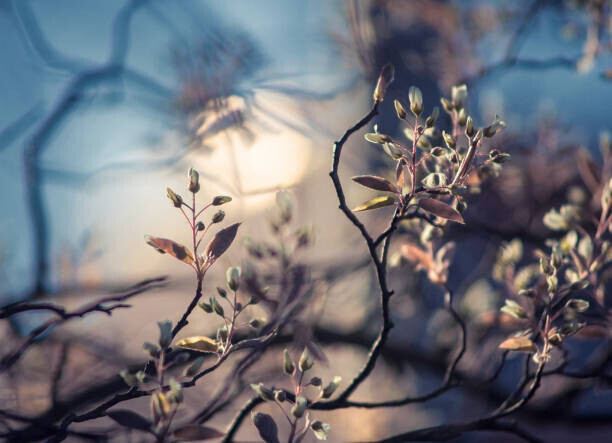 Yurii Pidopryhora / 500px Plakát, Obraz - Close-up of flowering plant against sky,Bonn,Germany, Yurii Pidopryhora / 500px, 40 × 30 cm