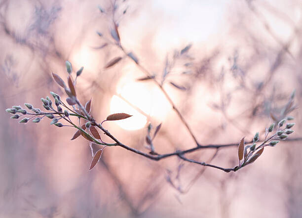 EschCollection Plakát, Obraz - Sun shining through branches with dew covered buds, EschCollection, 40 × 30 cm
