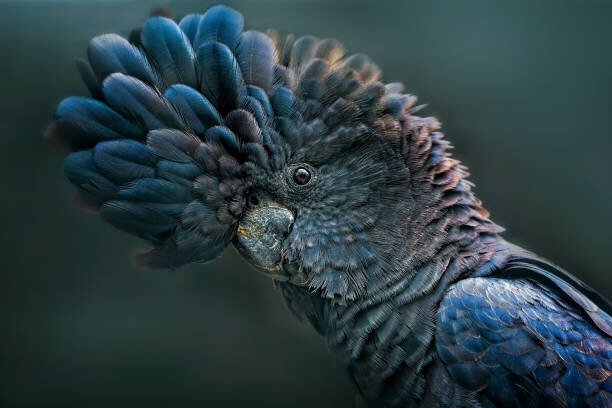 tracielouise Plakát, Obraz - Red Tailed Black Cockatoo, tracielouise, 40 × 26.7 cm