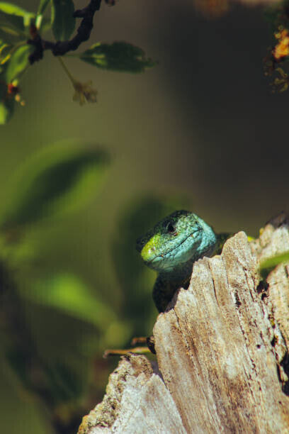 Marko Petkovic Visual Plakát, Obraz - European green lizard (Lacerta viridis), Marko Petkovic Visual, 26.7 × 40 cm