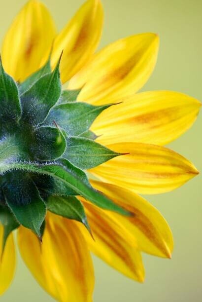 dgphotography Plakát, Obraz - Sunflower, dgphotography, 26.7 × 40 cm