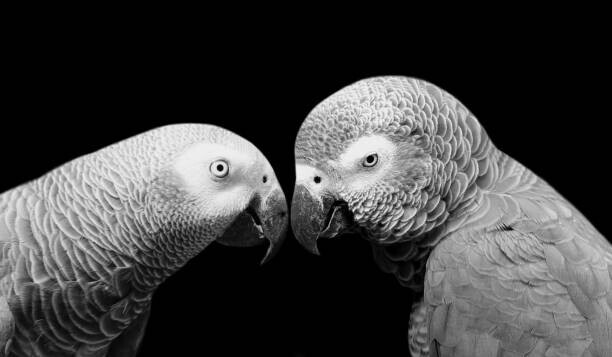 Amit Chauhan Plakát, Obraz - Two Beautiful Big Grey Parrot Closeup, Amit Chauhan, 40 × 22.2 cm