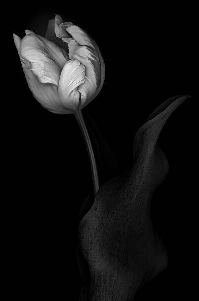 OGphoto Plakát, Obraz - Monochrome multi-shaded Parrot Tulip, OGphoto, 26.7 × 40 cm