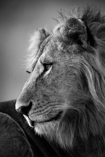 nicholas_dale Plakát, Obraz - Mono close-up of male lion looking left, nicholas_dale, 26.7 × 40 cm