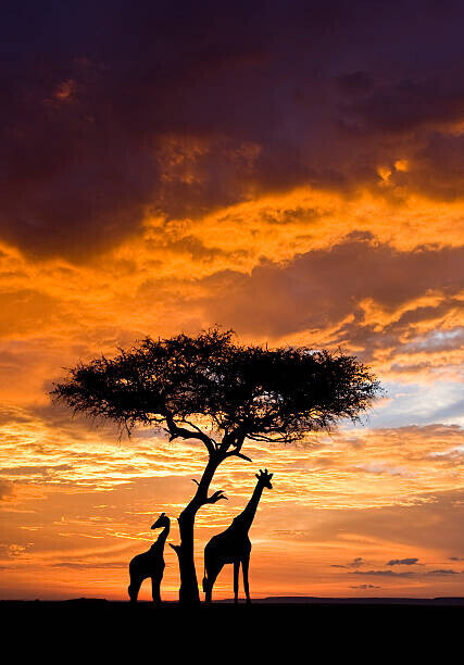 Darrell Gulin Plakát, Obraz - Silhoutted Giraffe with acacia tree at sunset, Darrell Gulin, 26.7 × 40 cm