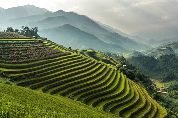 wiratgasem Plakát, Obraz - Rice fields on terraced of Mu, wiratgasem, 40 × 26.7 cm