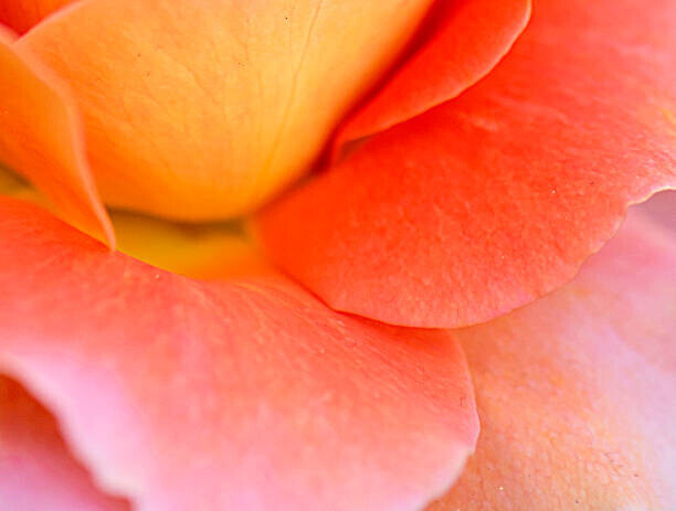 Katie Plies Plakát, Obraz - Colorful Rose Petal, Katie Plies, 40 × 30 cm