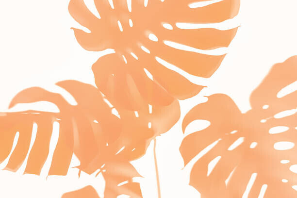 Iryna Veklich Plakát, Obraz - Trendy Shadow of Tropical leaves of, Iryna Veklich, 40 × 26.7 cm