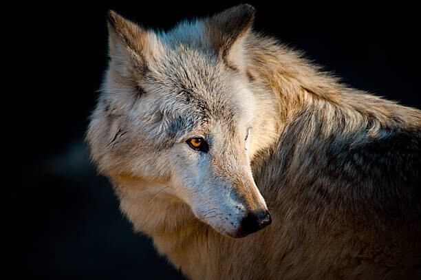 Daniel Hernanz Ramos Plakát, Obraz - Arctic wolf. Canis lupus arctos, Daniel Hernanz Ramos, 40 × 26.7 cm