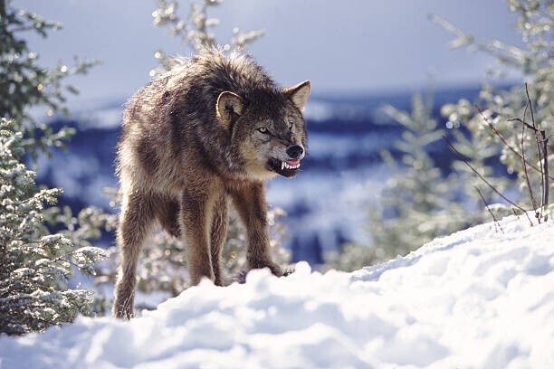 Terry W. Eggers Plakát, Obraz - Snarling Wolf, Terry W. Eggers, 40 × 26.7 cm