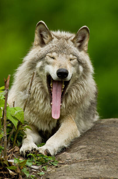 Maxime Riendeau Plakát, Obraz - Portrait of gray wolf yawning, Parc, Maxime Riendeau, 26.7 × 40 cm